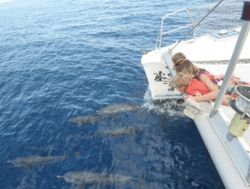 Dolphins while sailing