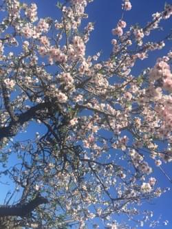 bloeiende amandelboom