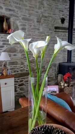 Calas Lillies in May