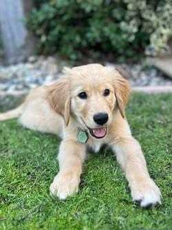 Golden Retriever puppy relaxing outdoors on the grass.