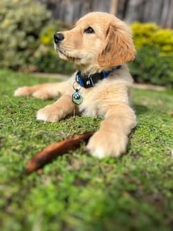 Golden Retriever puppy resting on a green lawn.
