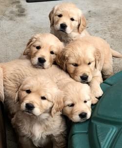 Golden Retriever puppies nestled together in a green tub.