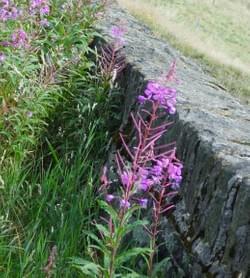 Wall and Willowherb