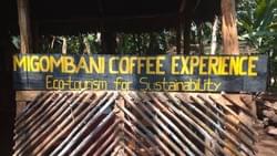 Migombani Coffee Experience – Authentic Coffee Tour in Materuni, Tanzania