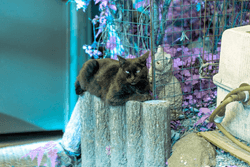 猫の置物に寄り添う黒猫。目をあける。