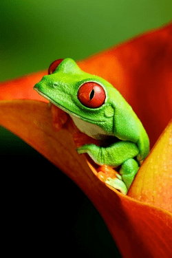 frog