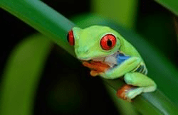 frog 2