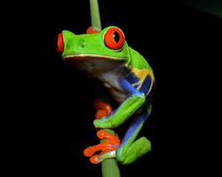 frog