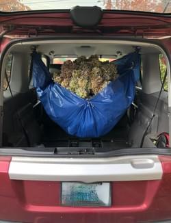 Expressions of the Moon Show