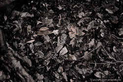 Leaf litter