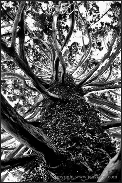 Botanic Gardens, Christchurch