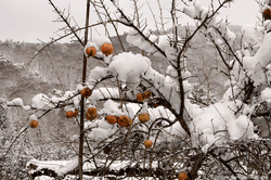 Icy Pomegranates