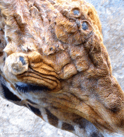 Giraffe, Wellington