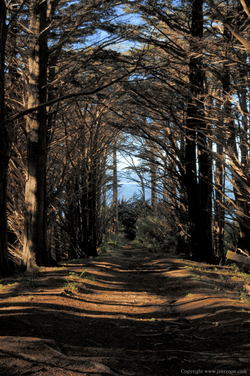 Winter Avenue