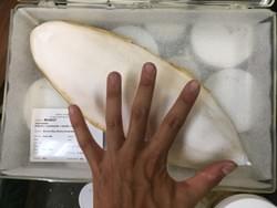 SIO（スクリプス海洋研究所）の博物館で撮影．オーストラリアコウイカの甲