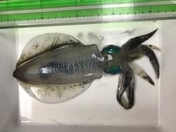 奄美大島でつったアオリイカのクアイカ種