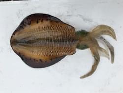 奄美大島でつったアオリイカのクアイカ種