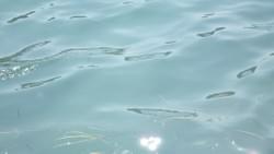 アマモに擬態するアオリイカの幼体