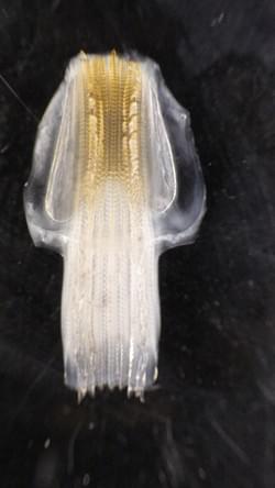 アオリイカの「歯舌」