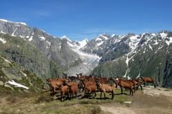 Aletsch gletsjer (Zwitserland 2019)