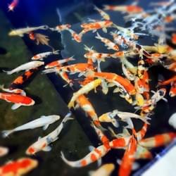 水面に集まる紅白模様の錦鯉