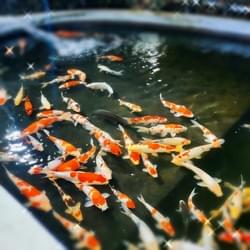 エントランス横の池を泳ぐ色鮮やかな錦鯉