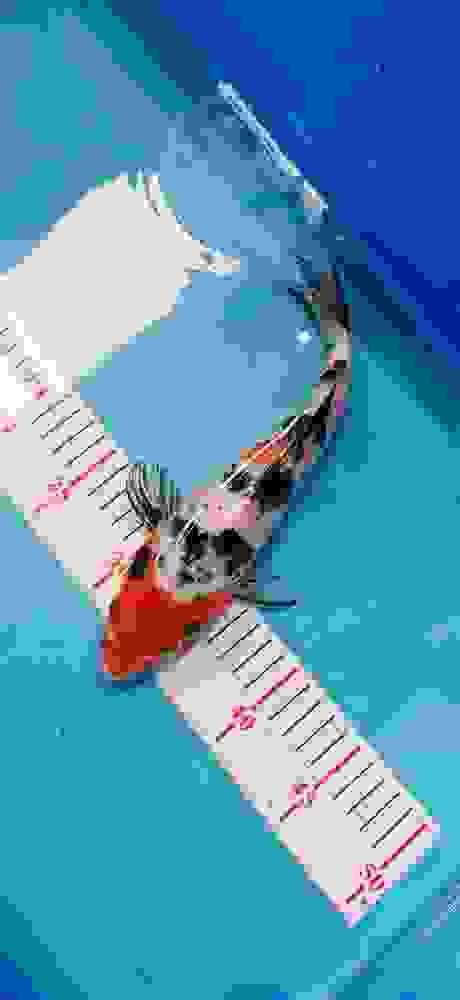Showa Koi 25CM