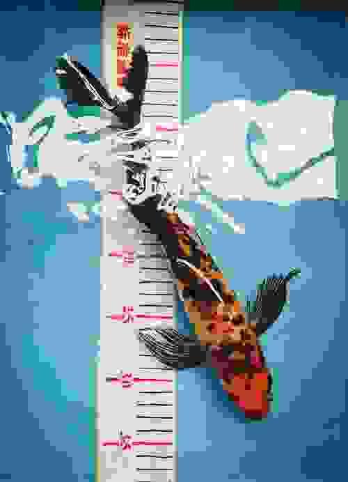 Butterfly koi 30CM  
