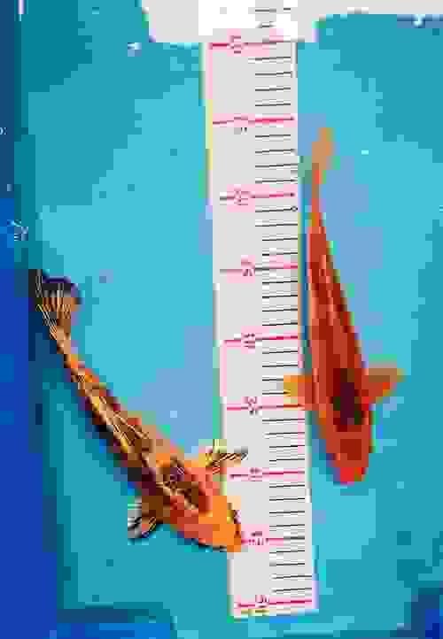 Koi 27CM a pair