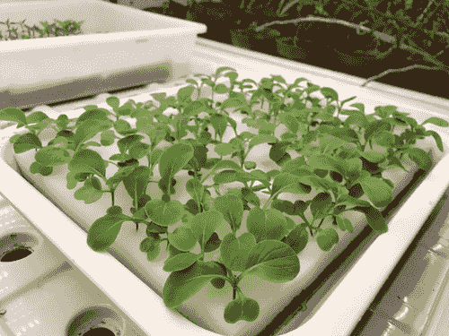 Vegetables Seedling Planting Sponge