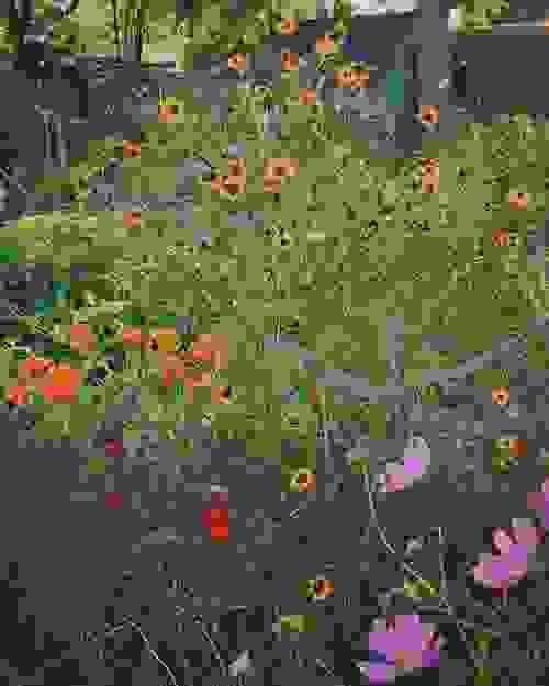 Grow your own flowering dye garden - multi seed pack