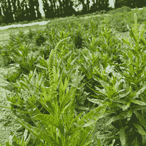 Weld Vegetation - 100g