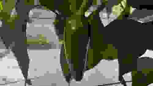 ハラペーニョ （生）