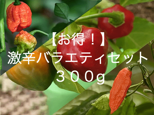 オススメ！激辛唐辛子バラエティセット　300g（生）