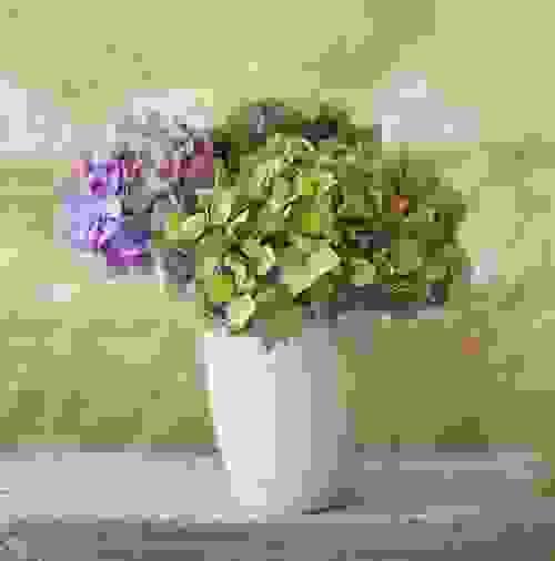 Ortensia