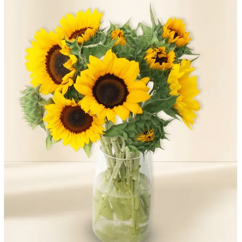 Girasoli