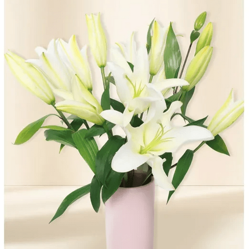 Lilium Bianchi Freschi
