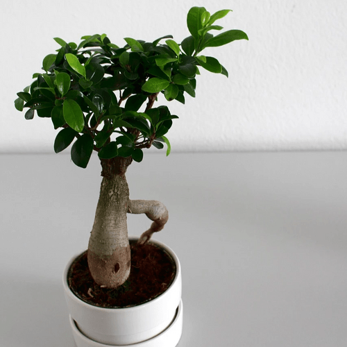 Bonsai Ficus