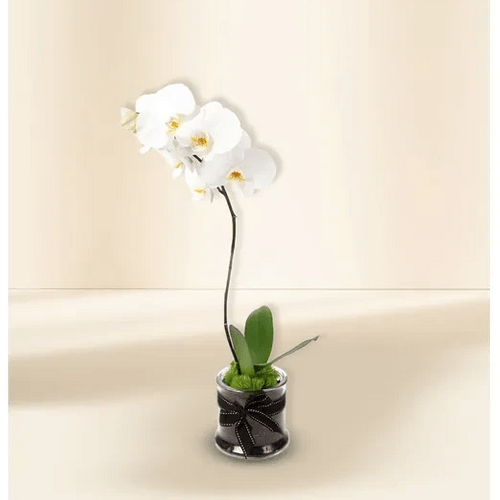Orchidea vera in vaso