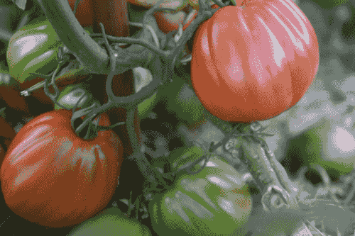 Zapotec Pleated Mexican Tomato Seeds – 15+ per Pack – Vogel Slab Worthy