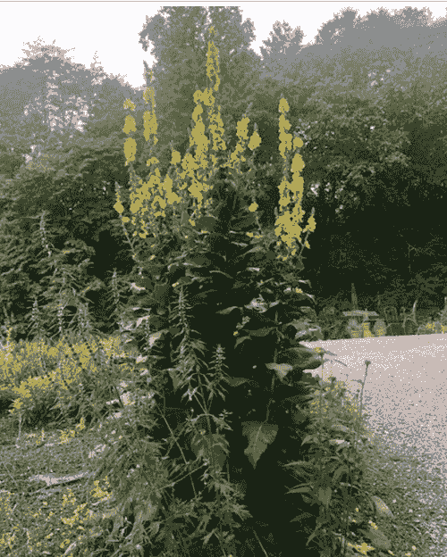 Growing, Harvesting and Using Mullein (includes a mullein plant to take home) November 1st 