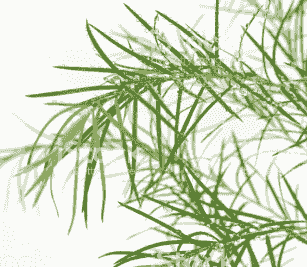 The Amazing Benefits of Tea Tree - Make a Tea Tree Spray to Take Home  November 8th 