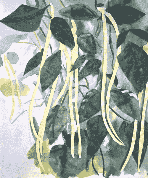 Fagiolini Dell'Occhio