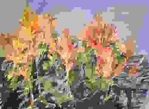 Golden Giant Amaranth