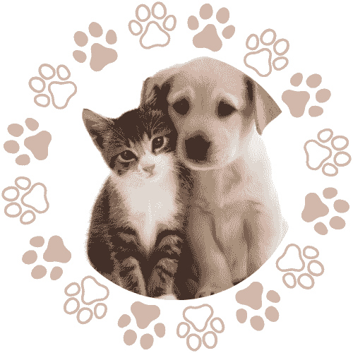 【 犬貓小城市 】全堂課程 