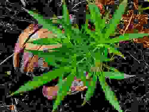 420 Vacation In St Vincent and the Grenadines