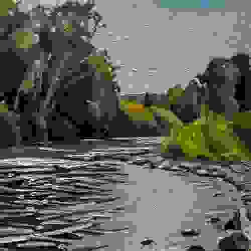 Boise River, August 26th