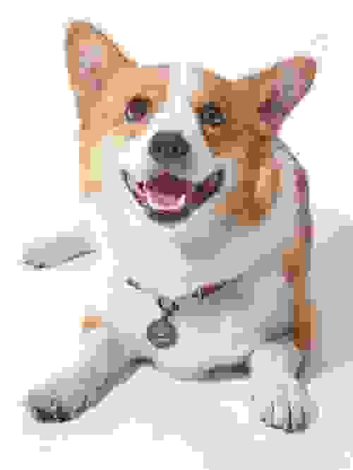 Dog collar