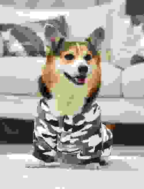 pet sweatshirt