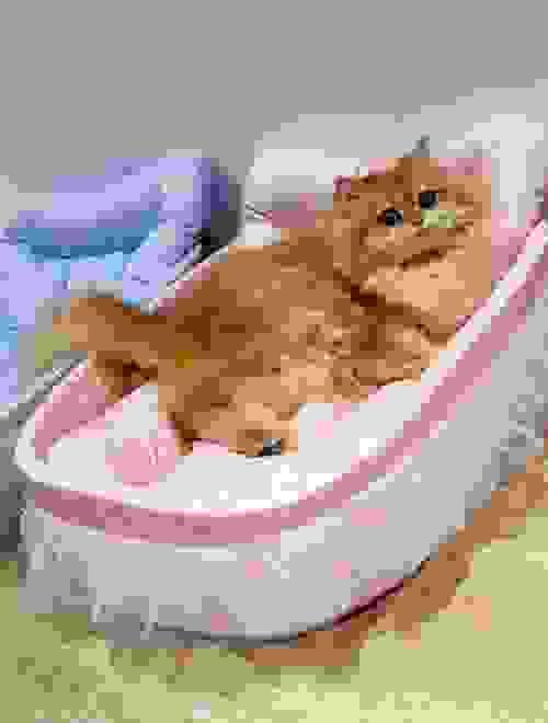 pet bed